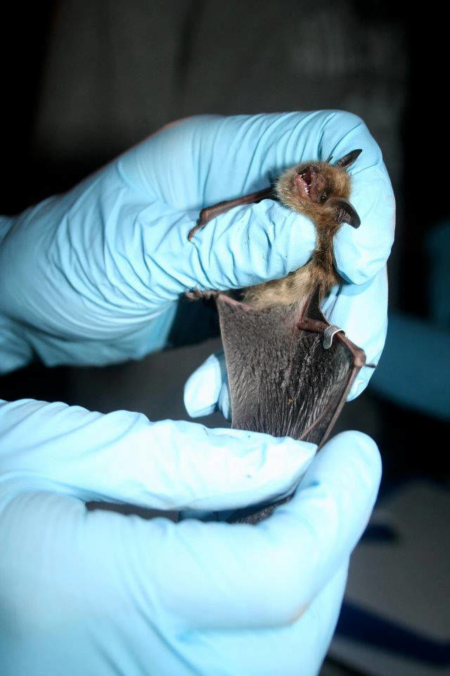 Little brown bat
